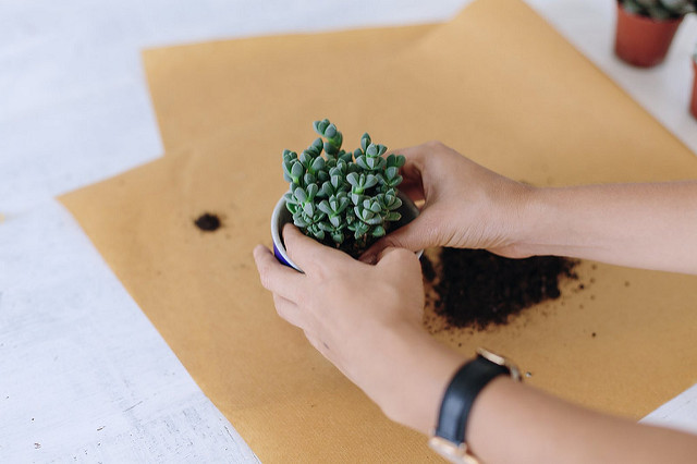 How to repot succulents cacti how to