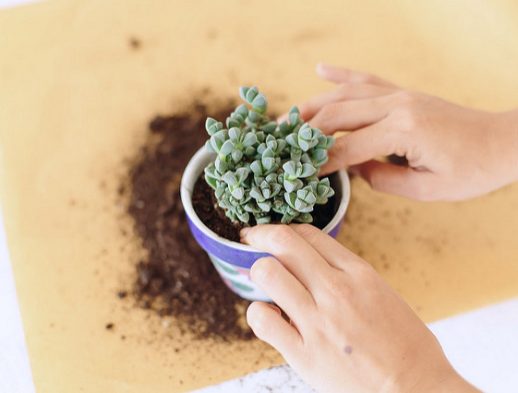 How To Repot Succulents And Cacti