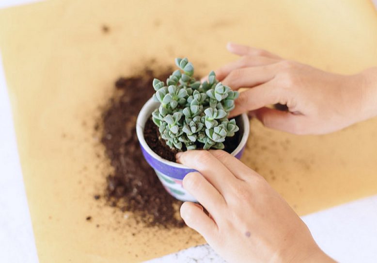 How To Repot Succulents And Cacti