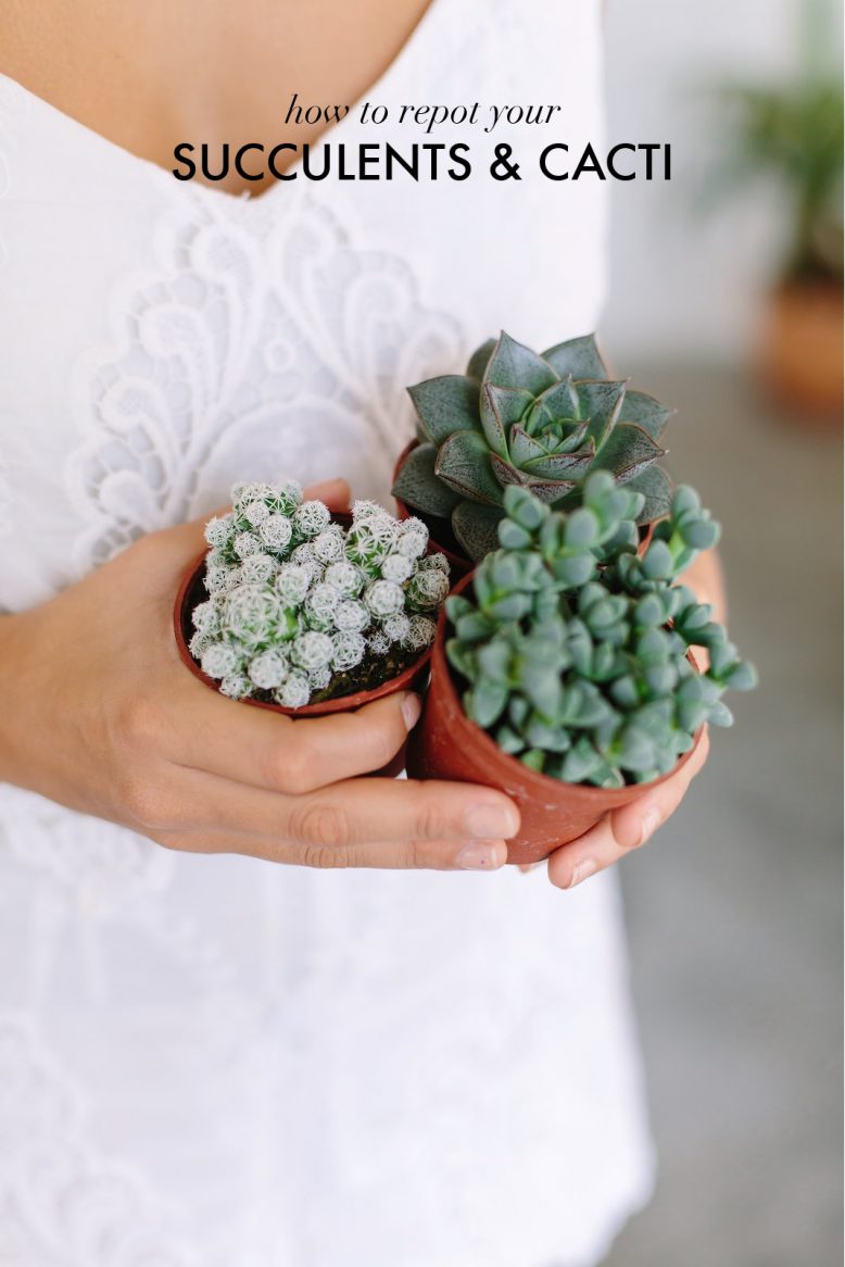 How to repot succulents cacti