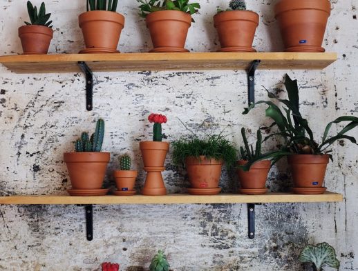 Decorating With Plants