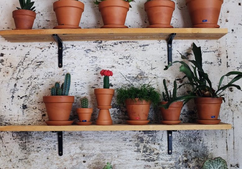 Decorating With Plants