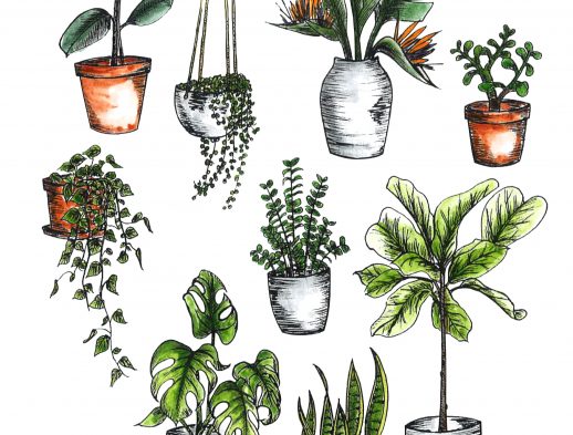 How To Care For Indoor Plants