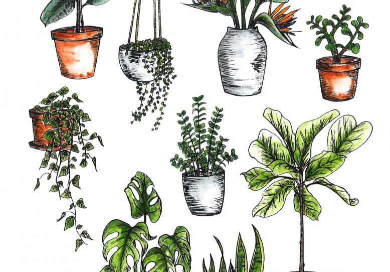 How To Care For Indoor Plants