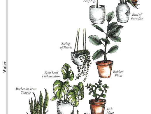 Choose The Right Indoor Plants