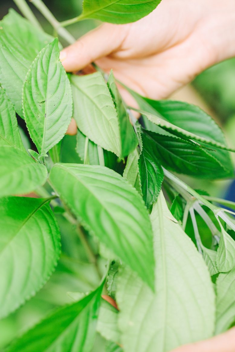 Indigo Dyeing in Bali
