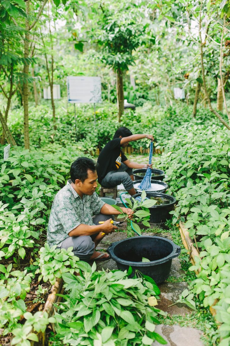 Indigo Dyeing in Bali