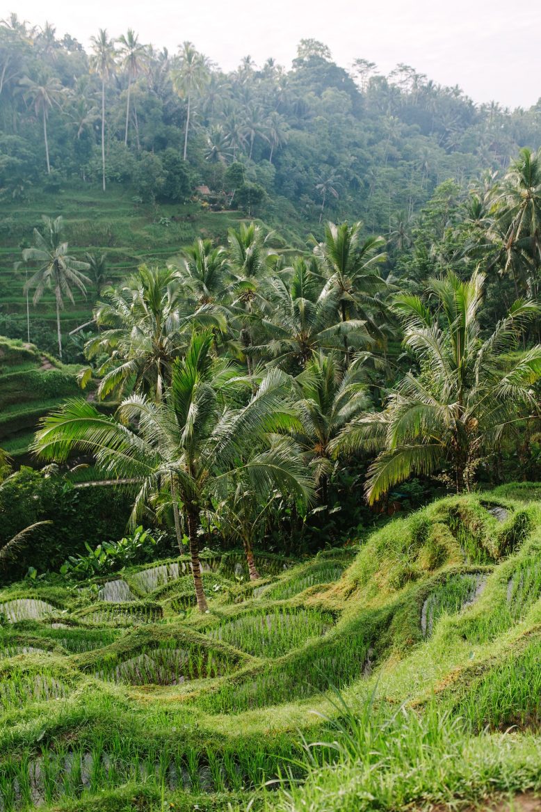 Ubud Travel Guide