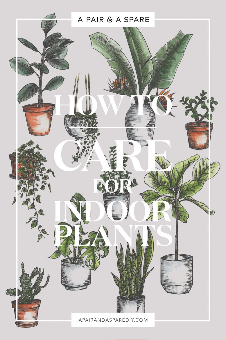 how-to-care-for-indoor-plants