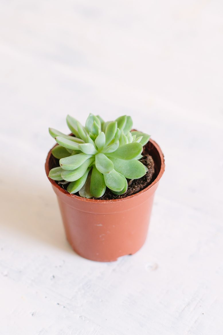 How to care for your succulents