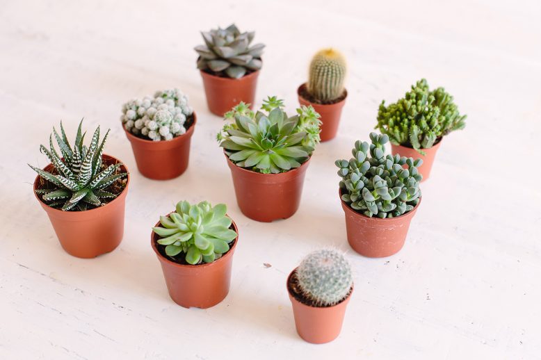 How to care for your succulents