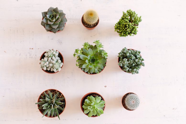How to care for your succulents