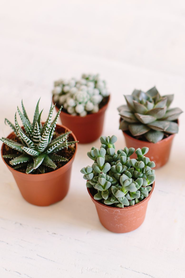 How to care for your succulents