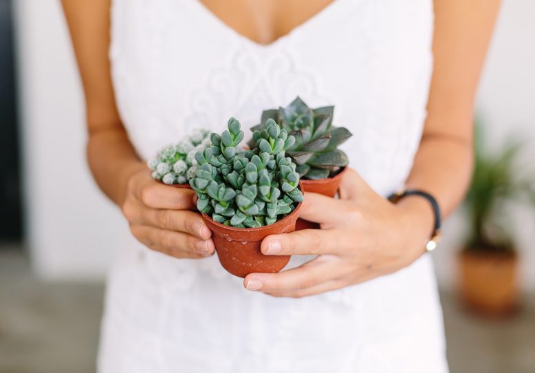 Propagating Succulents