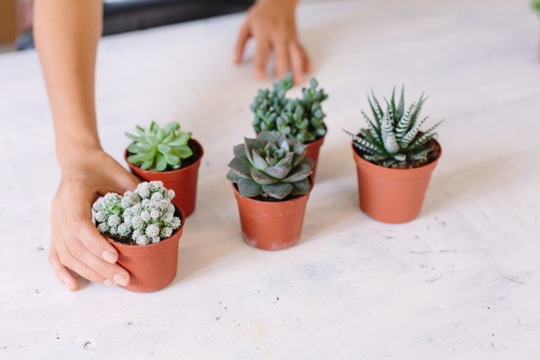 How to care for your succulents