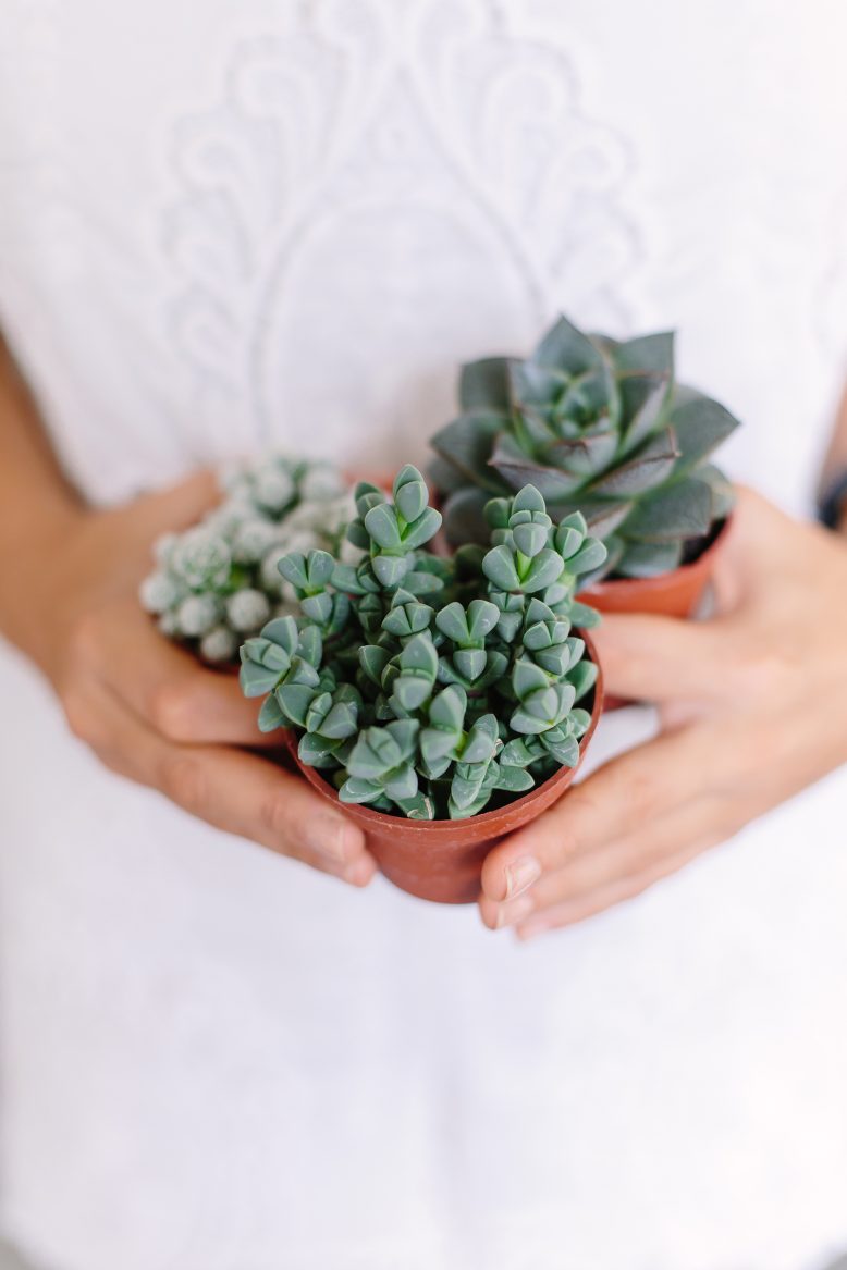 How to care for your succulents