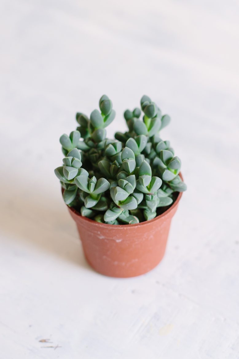 How to care for your succulents