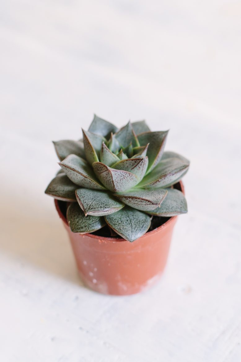 How to care for your succulents