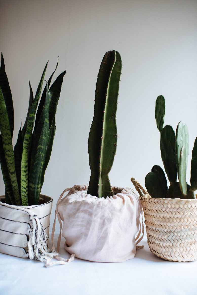 The Best Air Purifying Plants