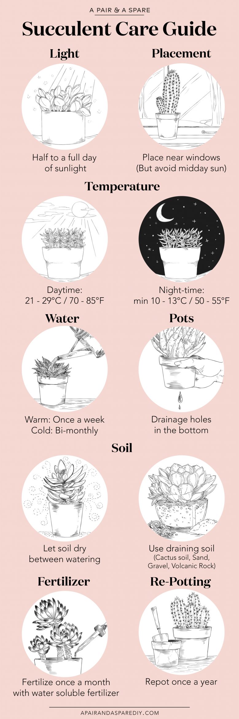 How to care for your succulents