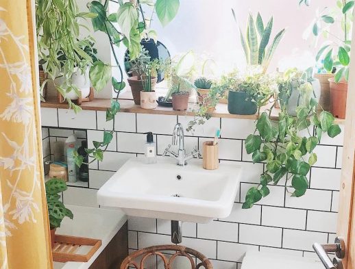 Best Plants For Your Bathroom