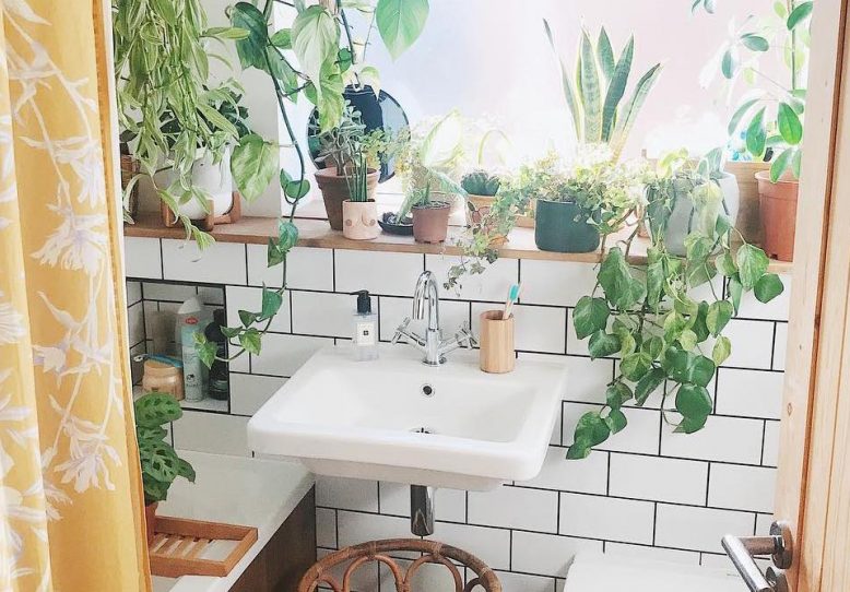 Best Plants For Your Bathroom