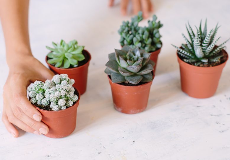 What's Wrong With My Succulent