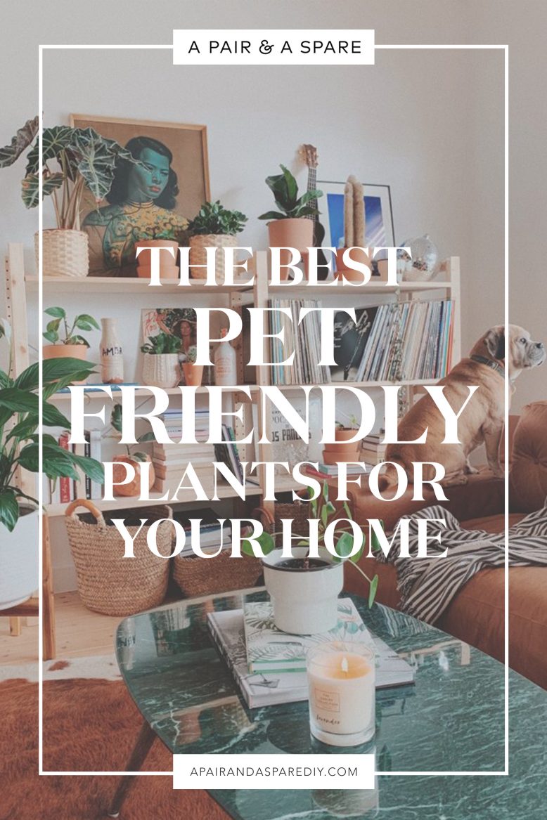 The best pet friendly plants for your home