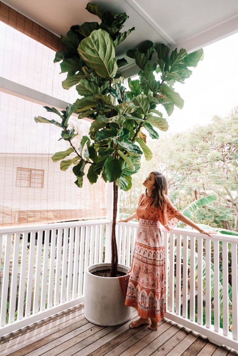 Fiddle Leaf Fig Guide (1 of 4)