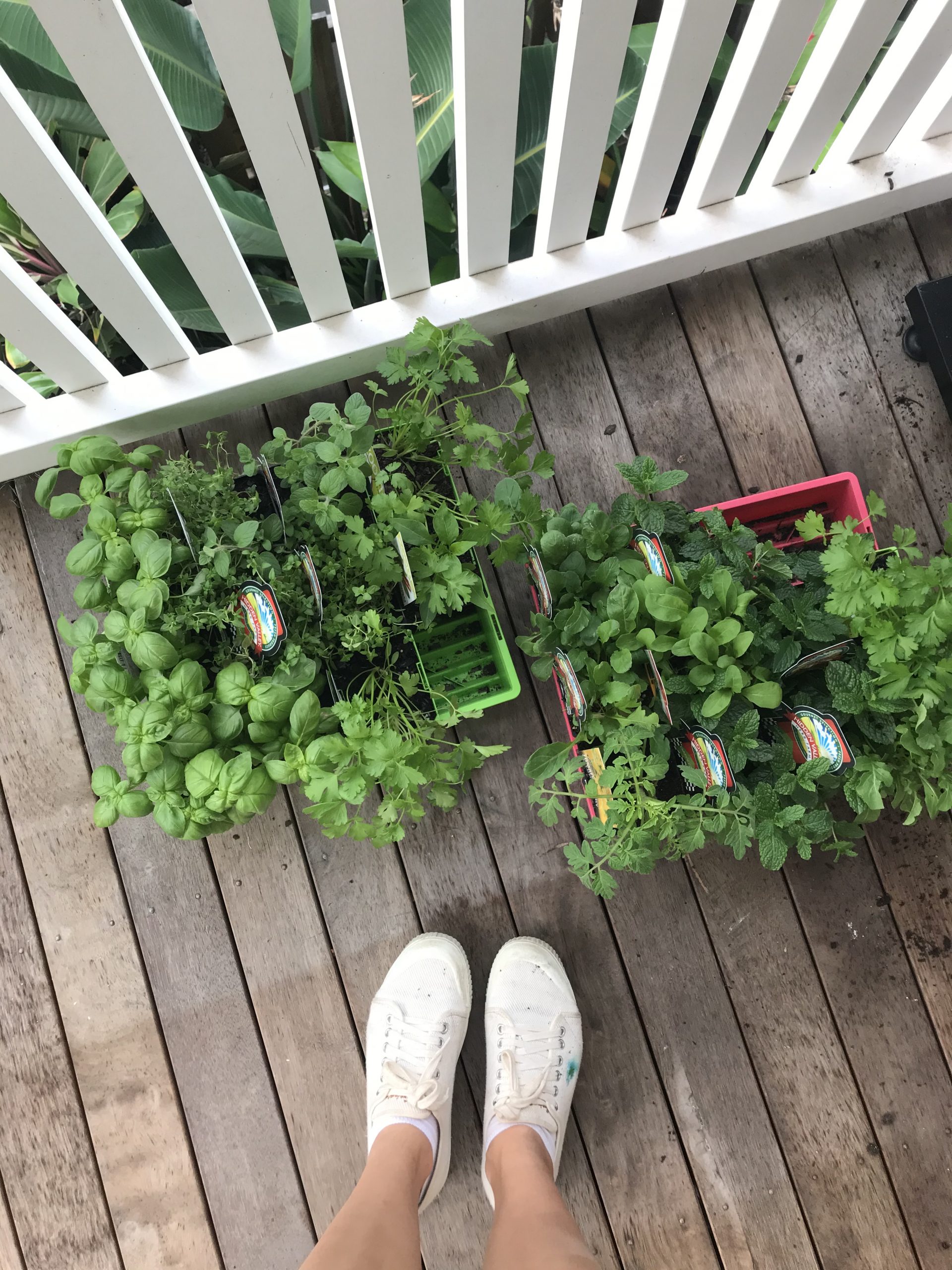 Setting Up A Vertical Herb Garden